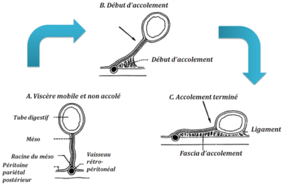 Formation-du-Meso-et-du-Fascia-daccolement-Bouchet-et-al-1991.png