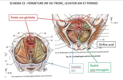 fermeture inf du diaph pevien.jpg