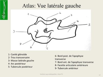 Atlas +Vue+latérale+gauche.jpg