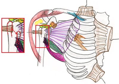 gouttière inter tuberculaire.jpg