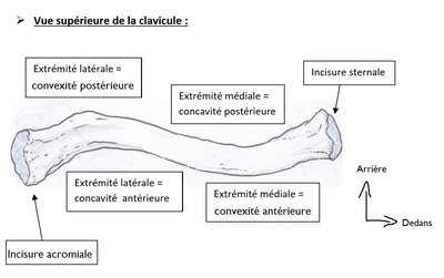 clavicule vue sup.jpg