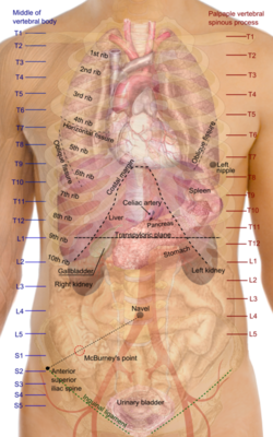 440px-Surface_projections_of_the_organs_of_the_trunk.png