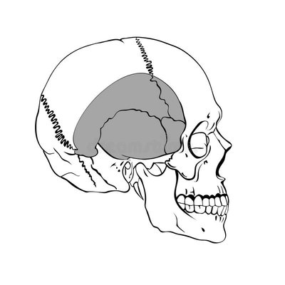 Crâne vue latérale vierge - Copie.jpg