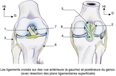 ligaments genou.jpg