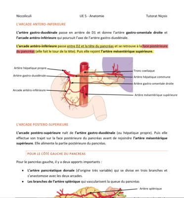 arcade pancreatico duodenale.png