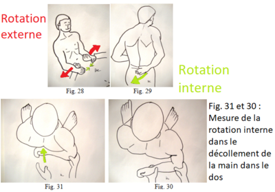 décollement main du dos.png