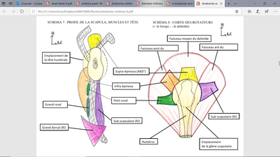 coiffe rot roneo schema.png