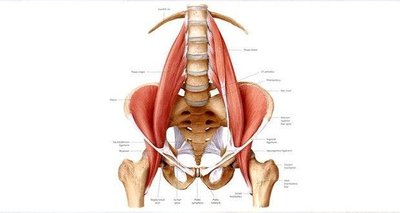 voici-comment-ce-muscle-peut-declencher-le-stress-et-lanxiete.jpg