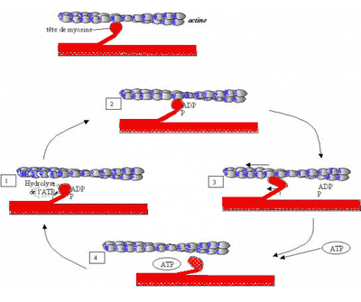 contraction.png