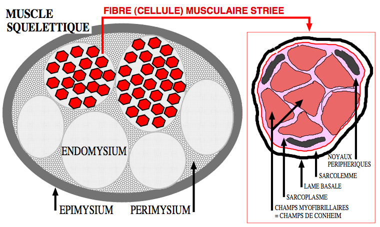 diagramme de la lame basale