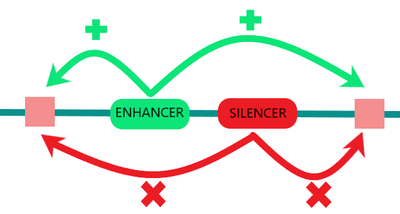 Enhancer Silencer.png