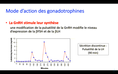 LH pulsatilité.png