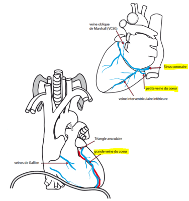 veines du coeur.PNG
