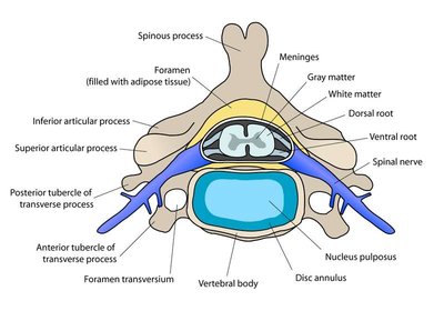 f24f96d246_37589_disque-vertebral-debivort-wiki-cc-30.jpg