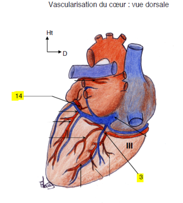 Coronaires vue post.PNG