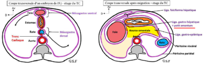 Bourse omentale coupe transversale.PNG