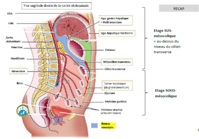 Bourse omentale vue sagittale.PNG