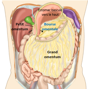 Bourse omentale vue frontale.PNG