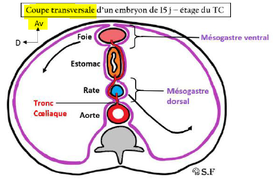 Coupe transverse.PNG