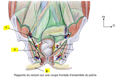 Pelvis.PNG