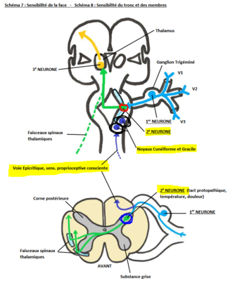 2e neurone.PNG