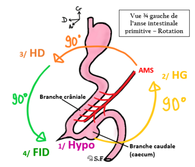 Rotation infra mc.PNG