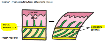 Liga cutis.PNG