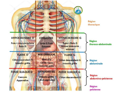 Abdomen.PNG