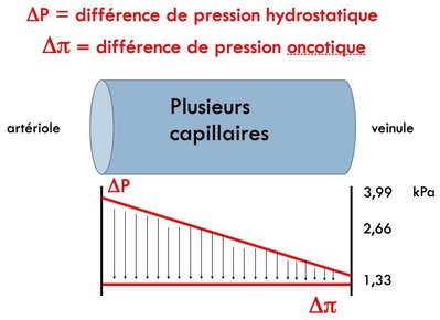 hypoalbulinémie.jpg