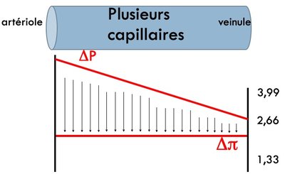 insuffisance cardiaque.jpg