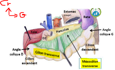 mésocolon transverse.PNG