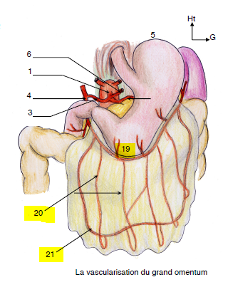 grand omentum.PNG