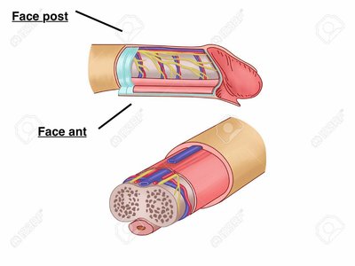 83124646-coupe-transversale-du-pénis.jpg