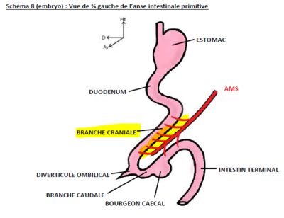 AMS embryo.PNG