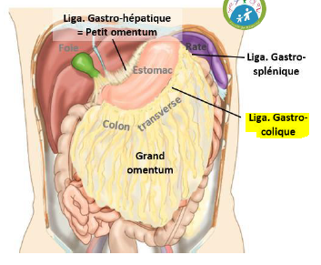 Grand omentum liga.PNG