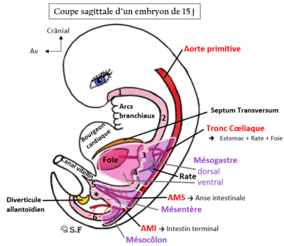 Embryon 15j légendé.PNG