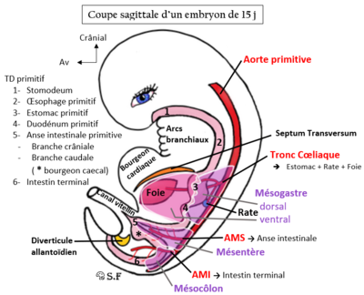 Embryon 15j légendébis.PNG
