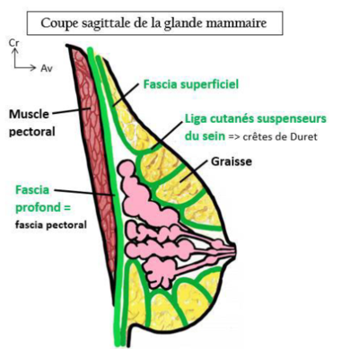 canaux lactifères.PNG