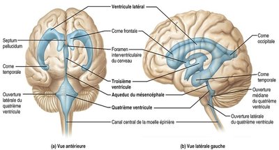 Cavités du SNC.jpg