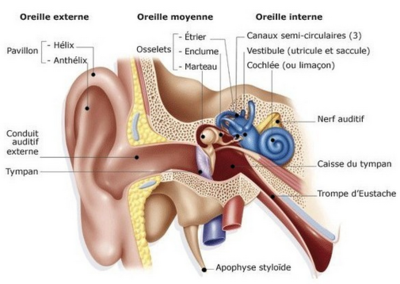 oreille gen.PNG