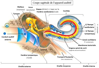 Oreille anatomie made in moi.PNG