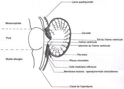 neuro-tronc3.gif