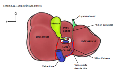 lobe caudé.PNG