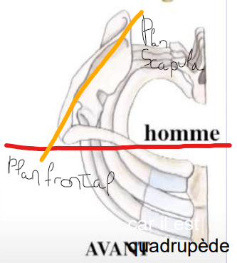 scapula.png