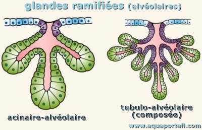 différence acini tubulo-alvéolaires.jpeg