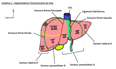 Foie segmentation.PNG