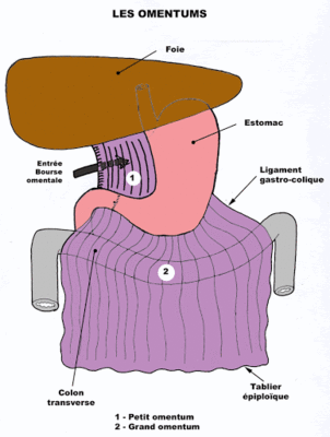 schéma anatomie digestif.gif