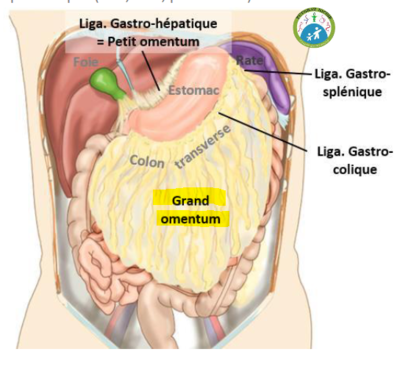 le grand omentum.PNG