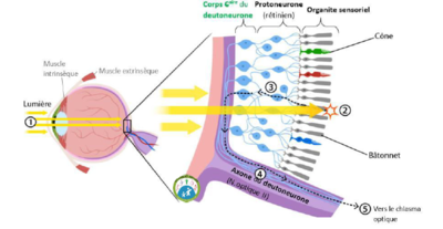 protoneurone vision.PNG