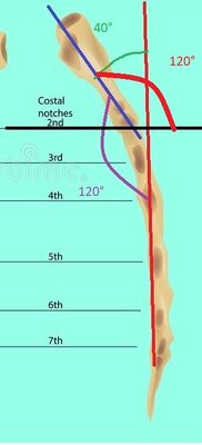 sternum-ou-structure-119259220.jpg